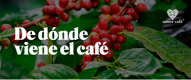 De dónde viene el café